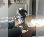 Small #1 American Staffordshire Terrier Mix