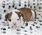Small Photo #4 English Bulldog Puppy For Sale in GLENCOE, IL, USA
