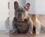 Small #9 French Bulldog