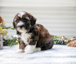 Small #3 Aussiedoodle Miniature 