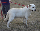 Small Photo #1 Labrador Retriever Puppy For Sale in SENECA, KS, USA