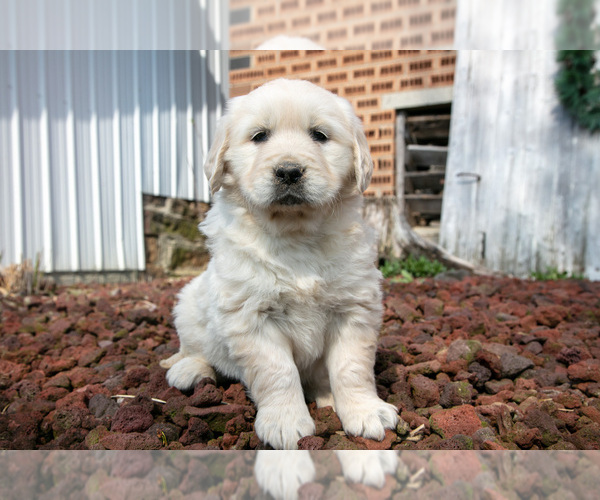Medium Photo #21 English Cream Golden Retriever Puppy For Sale in ORRVILLE, OH, USA