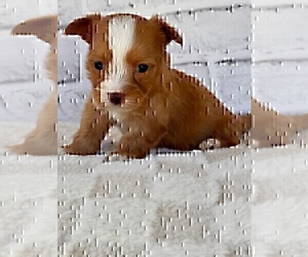 Medium Photo #15 Morkie Puppy For Sale in WEST PALM BEACH, FL, USA