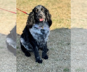Father of the English Springer Spaniel puppies born on 03/31/2025