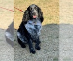 Small Photo #1 English Springer Spaniel Puppy For Sale in MILAN, GA, USA