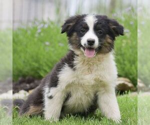 Miniature Australian Shepherd Puppy for sale in EPHRATA, PA, USA
