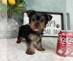 Small #3 Yorkshire Terrier