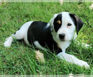 Beagle-Unknown Mix Dogs for adoption in House Springs, MO, USA