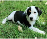Small Beagle Mix