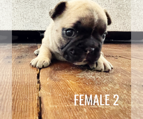 Medium Photo #1 French Bulldog Puppy For Sale in NEW GERMANY, MN, USA