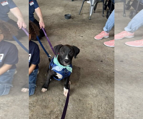 Medium Photo #3 American Pit Bull Terrier-Unknown Mix Puppy For Sale in Holly Springs, NC, USA