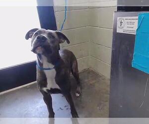 Mutt Dogs for adoption in Tulsa, OK, USA