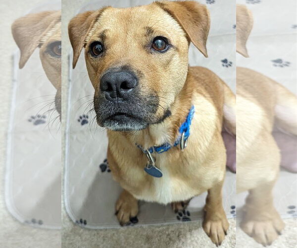 Medium Photo #7 Mutt Puppy For Sale in Cary, NC, USA