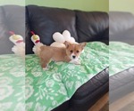 Small #20 Pembroke Welsh Corgi