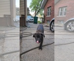 Small Photo #27 America Bandogge Mastiff Puppy For Sale in JOLIET, IL, USA