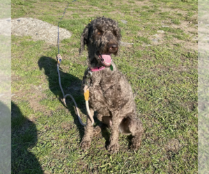 Poodle (Standard)-Unknown Mix Dogs for adoption in Brooklyn, NY, USA