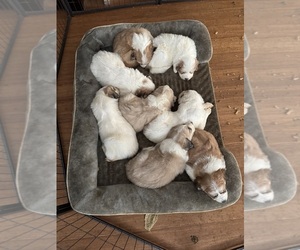 Anatolian Shepherd-Great Pyrenees Mix Puppy for sale in SAINT HELENS, OR, USA