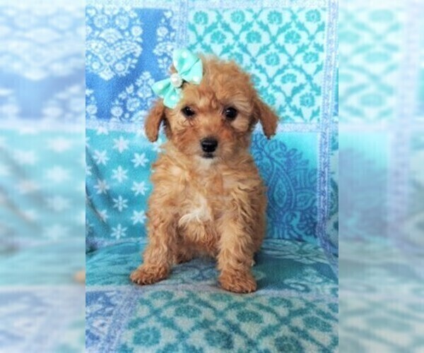 Medium Photo #1 Poodle (Miniature) Puppy For Sale in LANCASTER, PA, USA