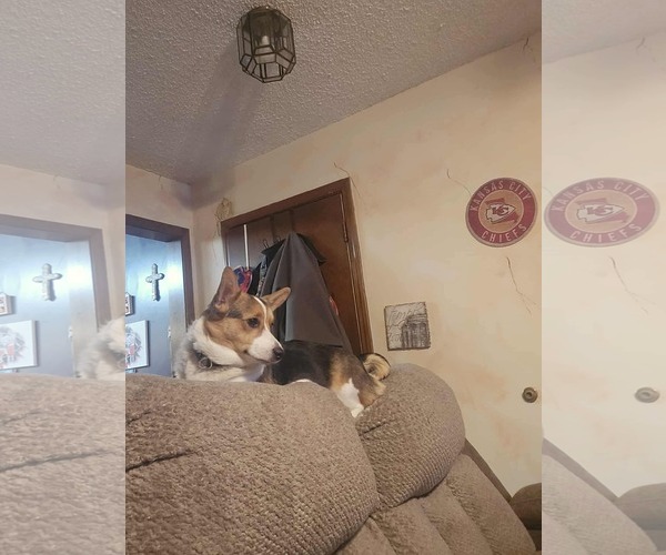 Medium Photo #2 Mutt Puppy For Sale in Overland Park, KS, USA