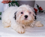 Small Photo #22 Shih Tzu Puppy For Sale in WAKARUSA, IN, USA