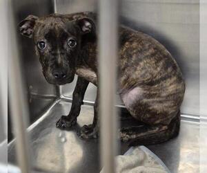 Mutt Dogs for adoption in Decatur, IL, USA