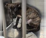 JITTERBUG - Female Mutt Dog for Adoption - Small photo