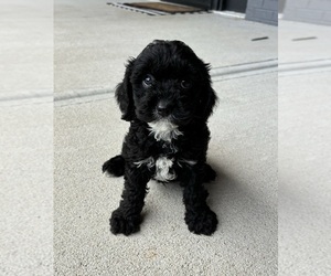 Cavapoo Puppy for sale in FRANKLIN, IN, USA