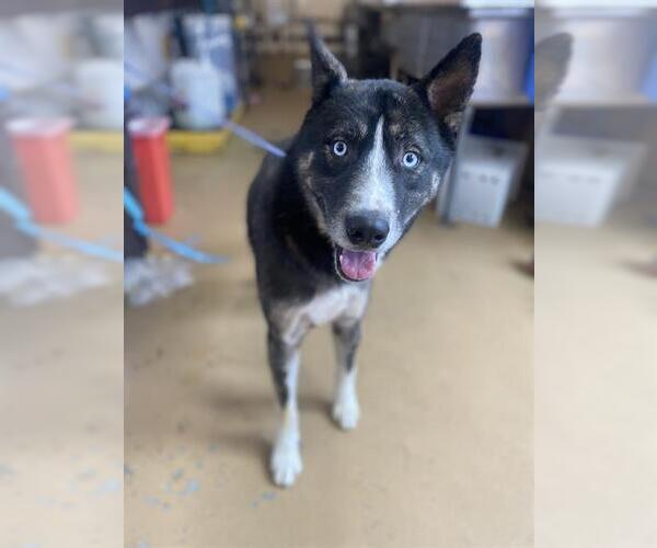 Medium Photo #1 Siberian Husky-Unknown Mix Puppy For Sale in Chula Vista, CA, USA