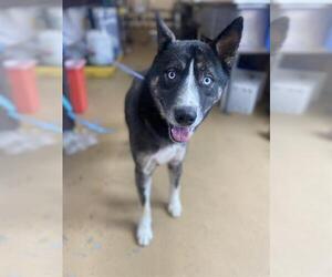 Siberian Husky-Unknown Mix Dogs for adoption in Chula Vista, CA, USA