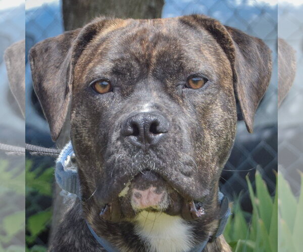 Medium Photo #2 Mastador Puppy For Sale in Huntley, IL, USA