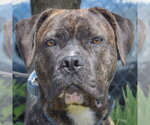 Small #1 Mastador
