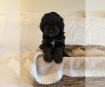 Small Photo #87 Miniature Bernedoodle Puppy For Sale in AUBURNDALE, FL, USA