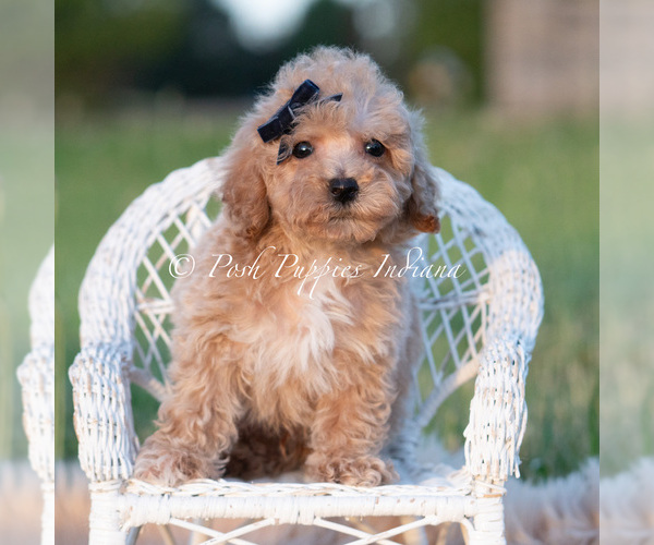 Medium Photo #35 Maltipoo (Toy) Puppy For Sale in WARSAW, IN, USA