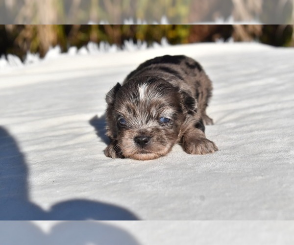 Medium Photo #5 Shih Aussie Puppy For Sale in PALM COAST, FL, USA