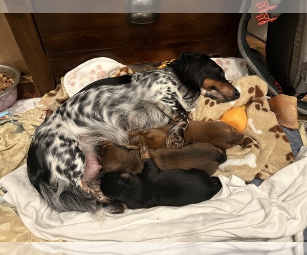 Medium Photo #6 Dachshund Puppy For Sale in WILLIAMSBURG, VA, USA