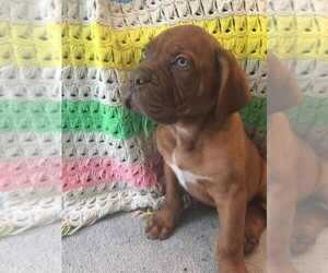 Dogue de Bordeaux Puppy for sale in DECATUR, AL, USA