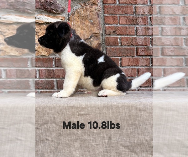 Medium Photo #3 Akita Puppy For Sale in MEM, TN, USA