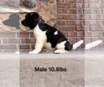 Small #2 Akita
