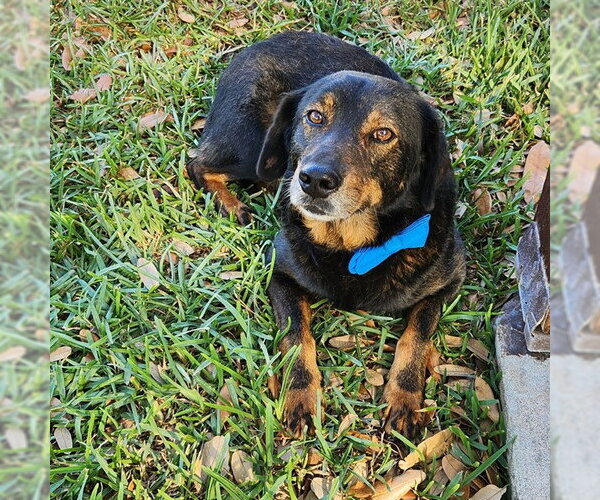 Medium Photo #1 Dachshund-Unknown Mix Puppy For Sale in Corpus Christi, TX, USA