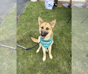 German Shepherd Dog-Unknown Mix Dogs for adoption in Shermans Dale, PA, USA