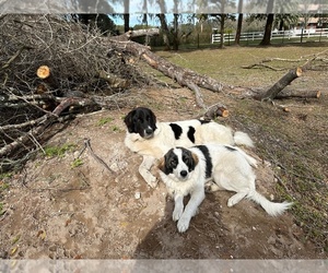 Mother of the Karakachan puppies born on 03/22/2025