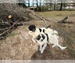Small Photo #1 Karakachan Puppy For Sale in LITHIA, FL, USA