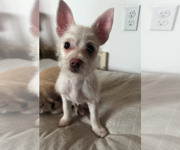 Medium Photo #2 Chihuahua-Unknown Mix Puppy For Sale in Plainfield, IL, USA