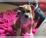 Puppy 1 American Bully