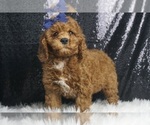 Puppy Gin AKC Poodle (Toy)