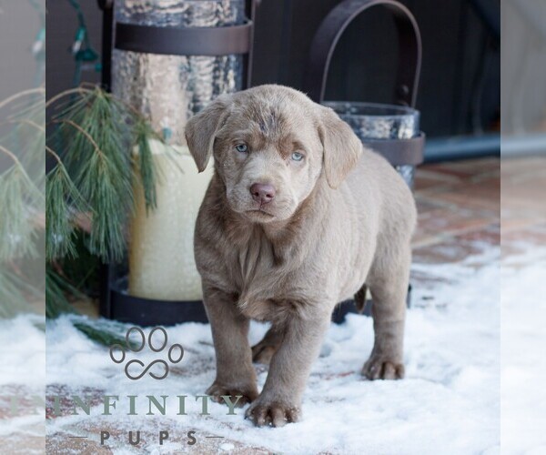 Medium Photo #3 Labrador Retriever Puppy For Sale in NARVON, PA, USA