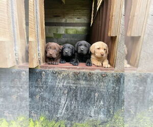 Labrador Retriever Puppy for sale in INEZ, KY, USA