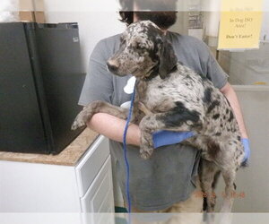 Catahoula Leopard Dog-Unknown Mix Dogs for adoption in Oroville, CA, USA