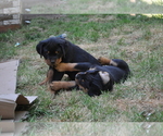 Small Photo #6 Rottweiler Puppy For Sale in LYONS, OR, USA
