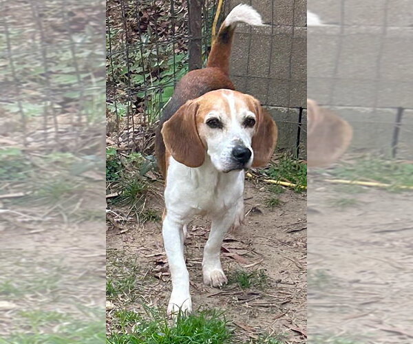 Medium Photo #4 Beagle Puppy For Sale in Dunnellon, FL, USA